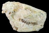 Fossil Oreodont (Merycoidodon) Skull - Wyoming #169160-1